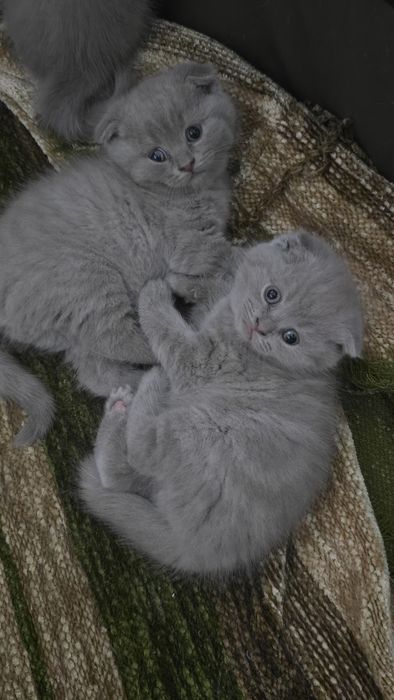 Pisicuțe british shorthaire și scotish fold