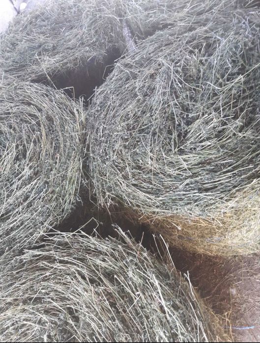 Baloti lucerna si otava