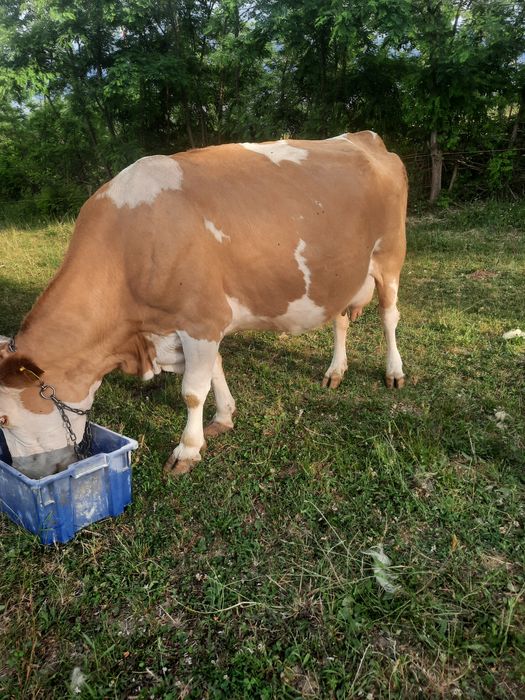 Vaca de vanzare baltata