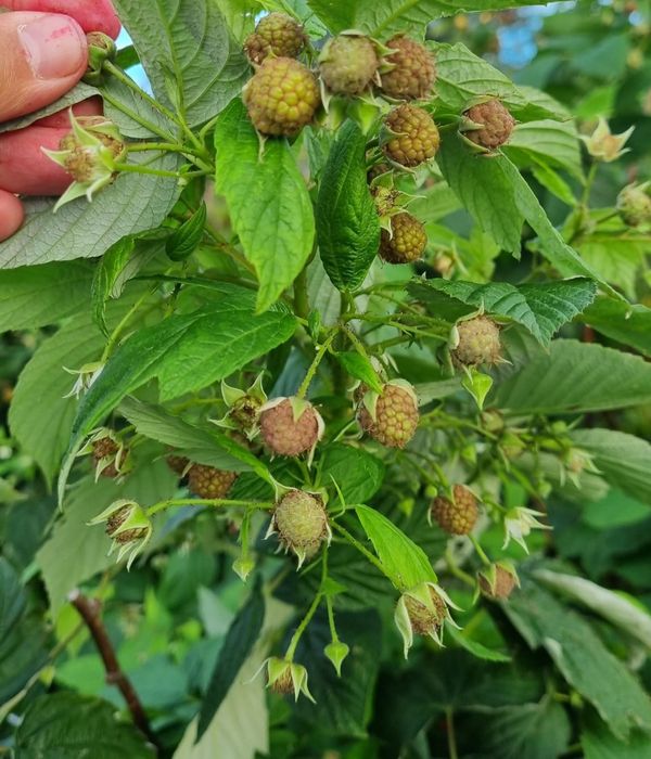 Vând butași de zmeură