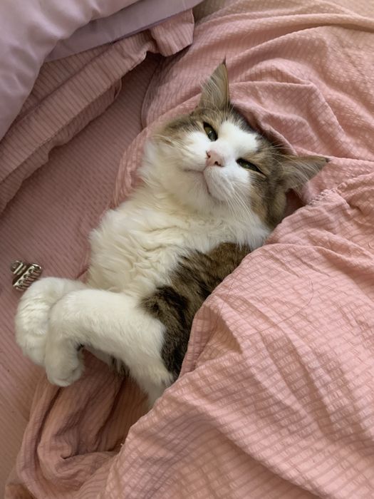 Фунтик ищет дом и любящих котородителей