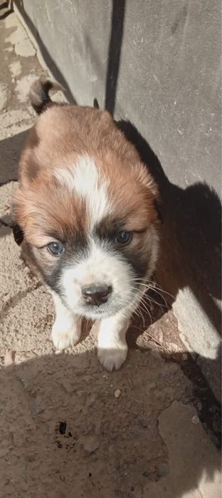 Отдам собак в добрые руки