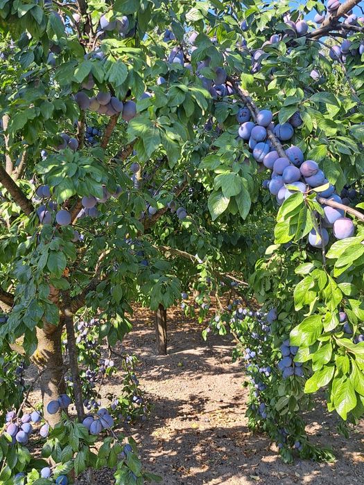 Prune pentru tuica