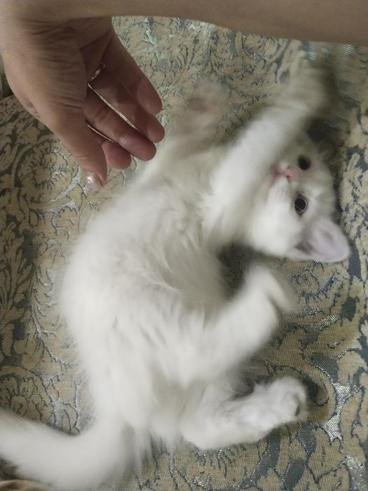 Продаём котят скоттиш-страйт.