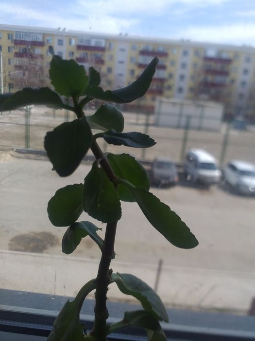 Цветы свежепосаженные