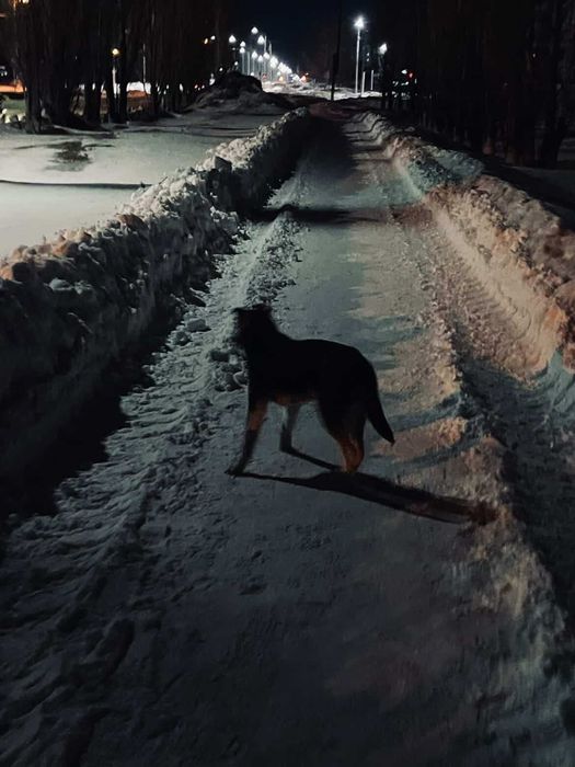 Чей щенок бегает?