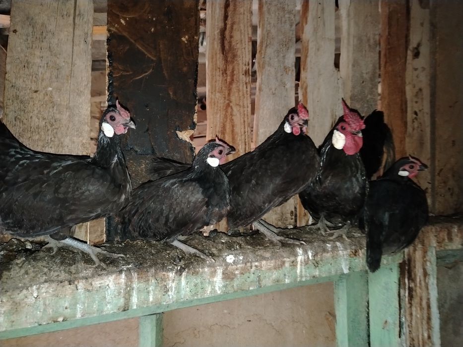 Yapon Beltanka tuxumlari