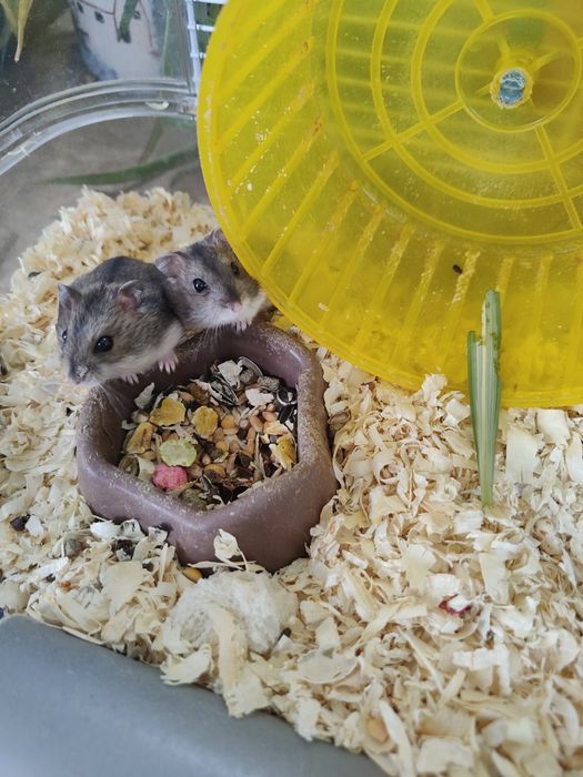 Vând hamsteri siberieni!