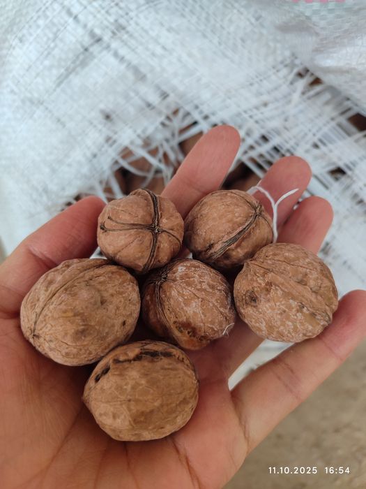 Грецкий орех свежий