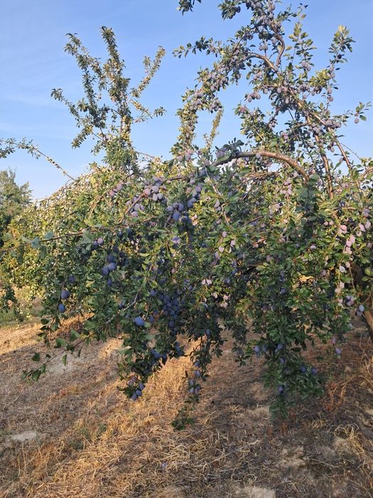 Prune pentru țuică