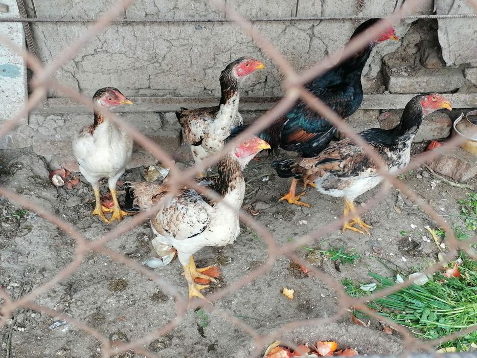 Agar hammasini olsangsiz 1,800,000 aksiya