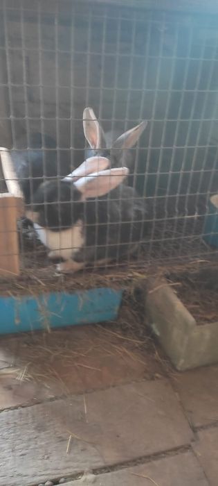 Продам кроликов разной породы