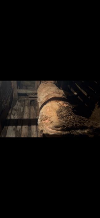 Бұқа сатылады симентал