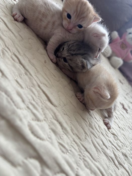 Кошка с котятами