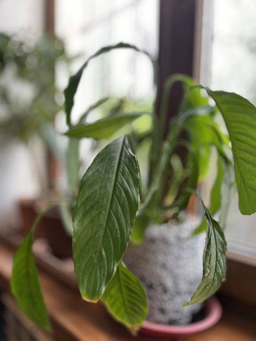 Продам растения комнатные