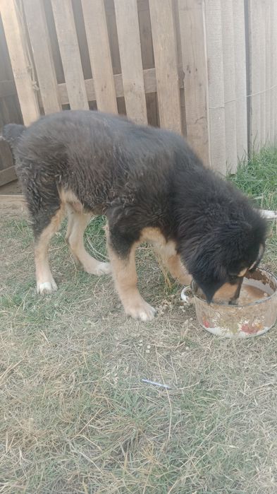 Тибетский мастиф