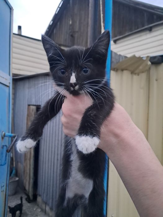 Отдам Котят В Добрые Руки