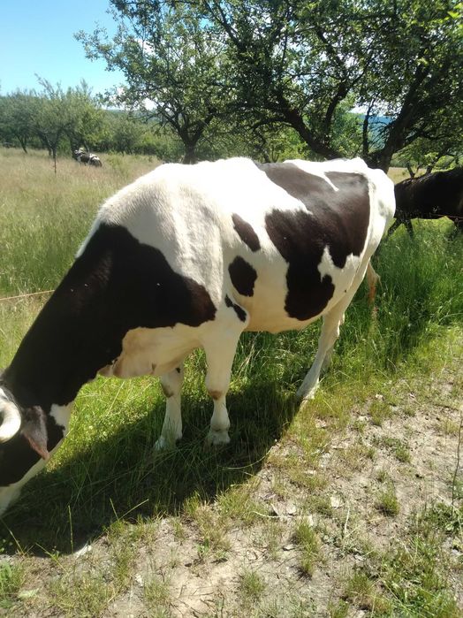 Animale de vânzare