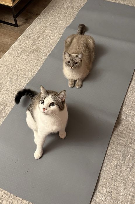 Коты в добрые руки