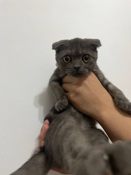 Мыск кошка кошки