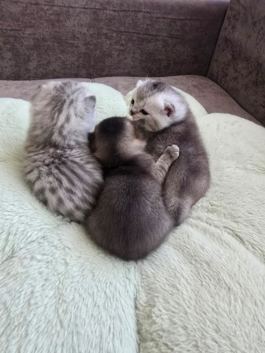 В продаже имеються котята