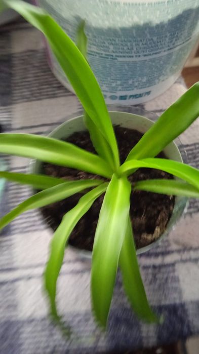 Цветочки,цена 500тенге