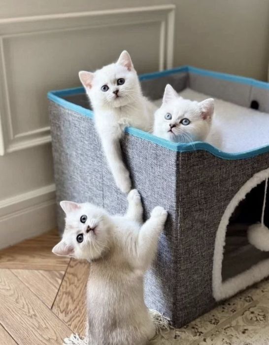 Вязка ! чистакровная Серебрестая Шиншилла NS11 приглашаем кошек честок