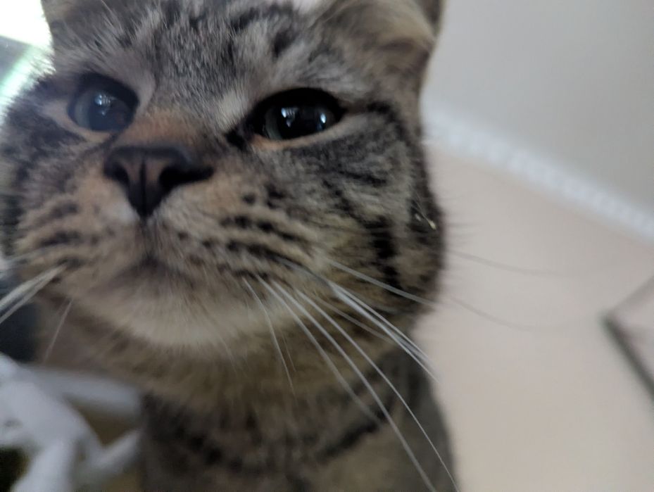 Котики-шпротики! В добрые руки