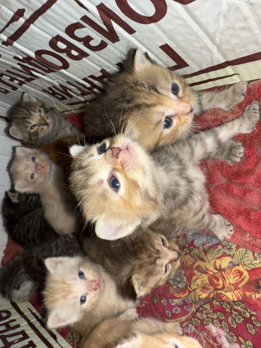 Котята домашние