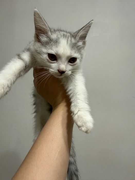 котят в добрые руки