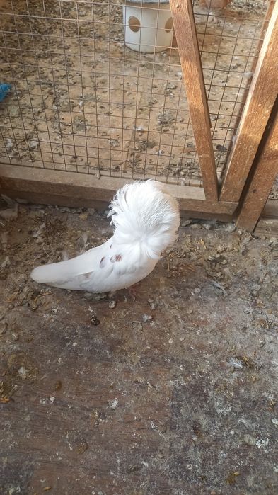 Голубь якобин самец