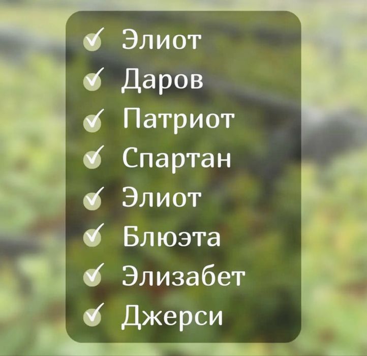 Голубика - ходовые сорта