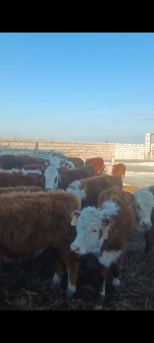 Баспақ қашарлар сатылады