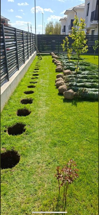 Leylandii Cupressus - Solutia rapida pentru gard viu vesnic verde