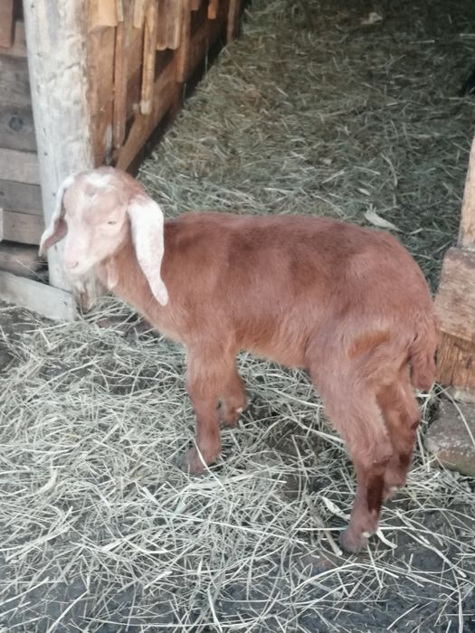 Iezi masculi anglonubian