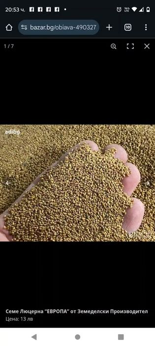 Продавам семе люцерна