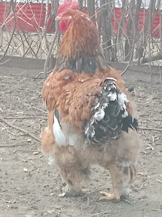 Кохинхин куры петухы