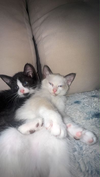 Отдам котят в хорошие руки