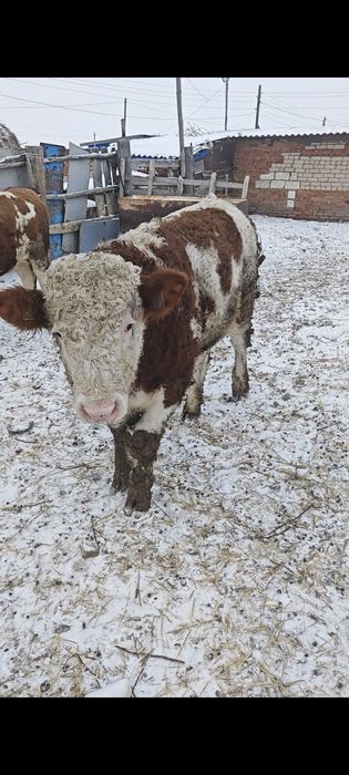 Бычки симменталы