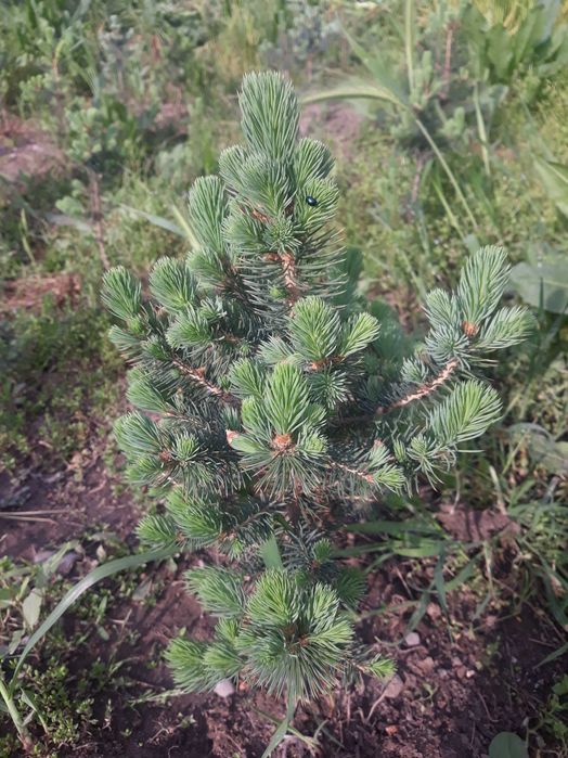 Голубая ель сотилади.