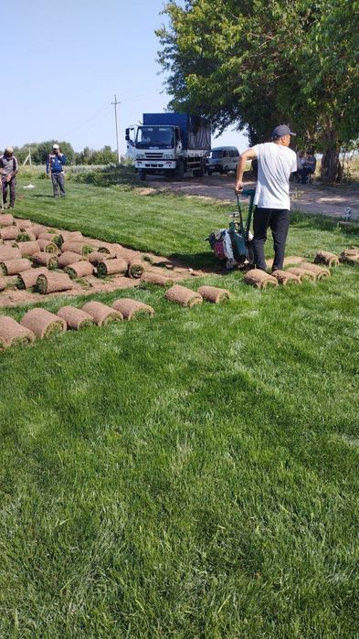 Газон Gazon ОПТОМ.