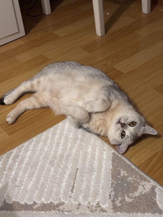 кошка британка продам