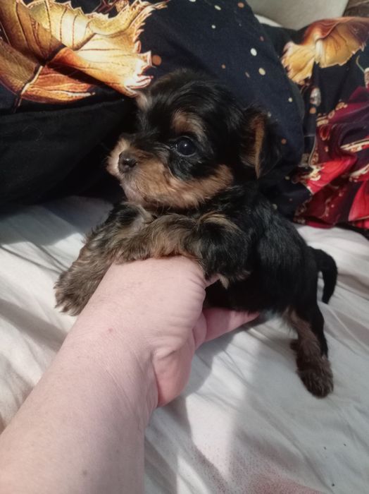 Продам щенка йорка