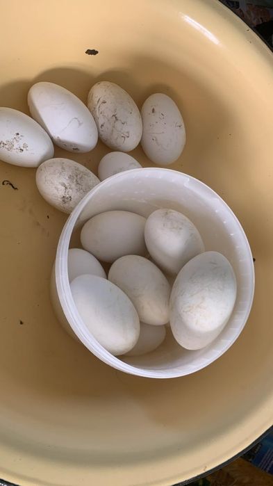 Жумыртка Индоутка яицо