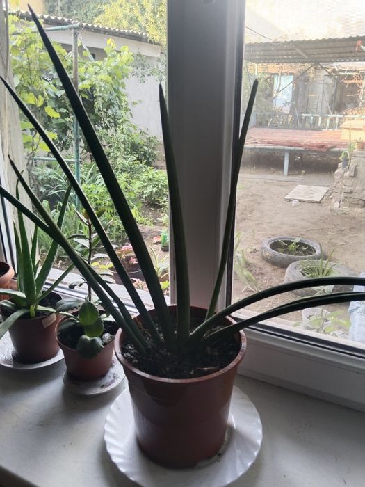 Цветы для офиса и дома