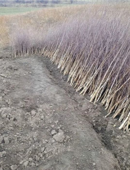 comercializăm puieți de salcâm pentru împădurirea terenurilor degradat