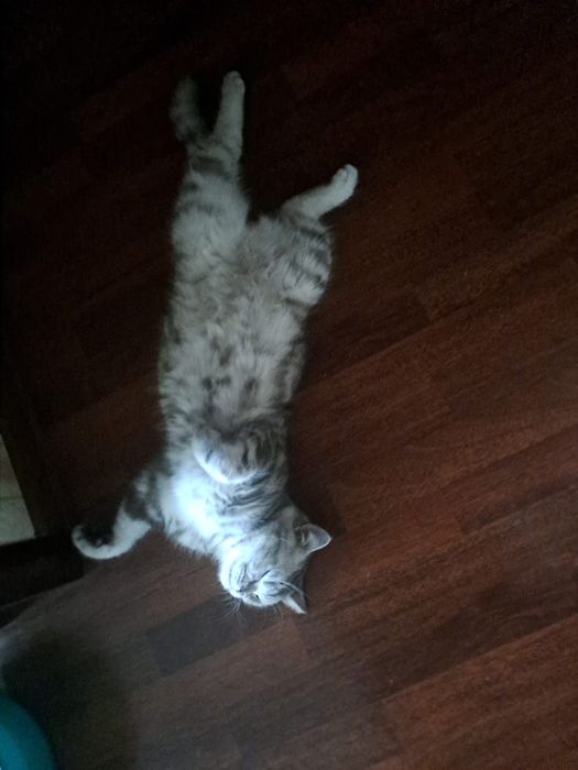 Вязка с котом 5000