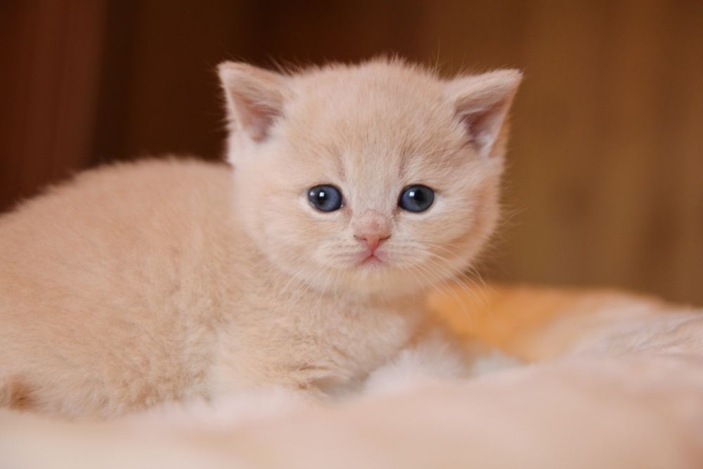 Британские котята