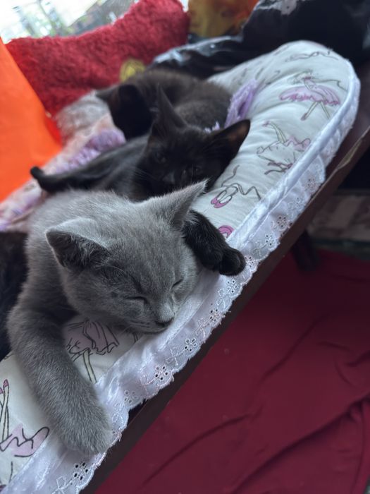 Котята отдам в любящие семьи