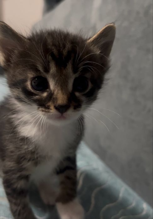 Милые котята ищут дом